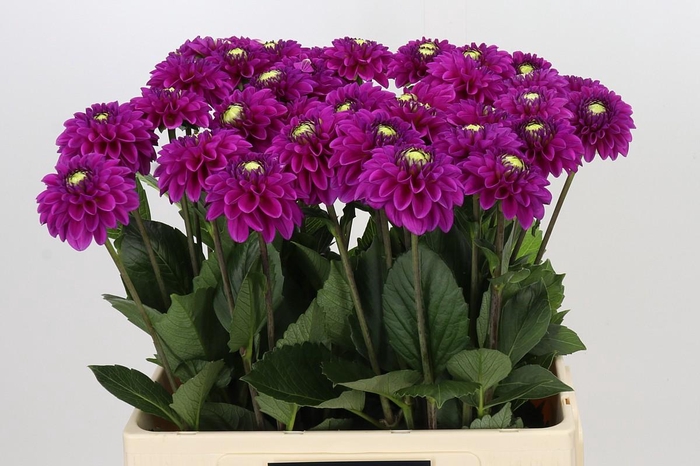 <h4>Dahlia Purple Fox</h4>