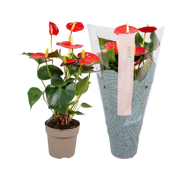 <h4>Anthurium Aroha''Just perfection®''(XL-Flowers)</h4>