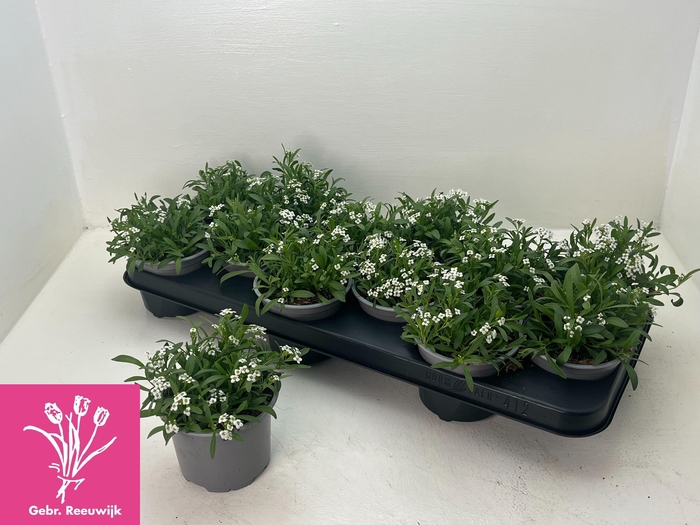 <h4>LOBULARIA OV</h4>