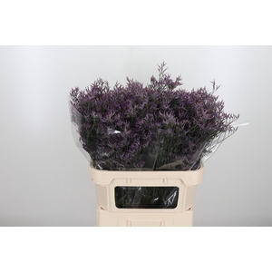 Lim Safora Dark Blue