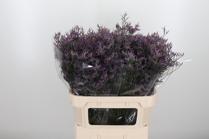 <h4>Lim Safora Dark Blue</h4>