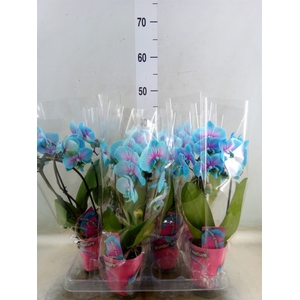 Phalaenopsis   ...