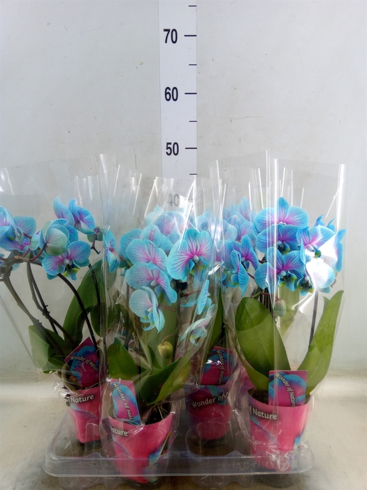 <h4>Phalaenopsis   ...</h4>