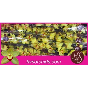 CYMB T SUNGLOW 80 CM