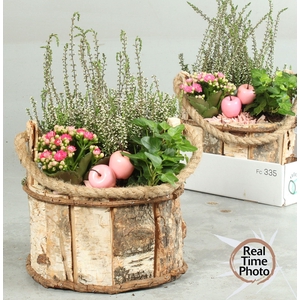 ARR TUINPLANTEN