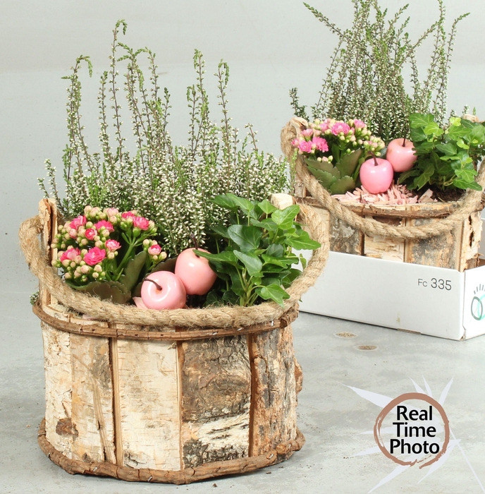 <h4>ARR TUINPLANTEN</h4>