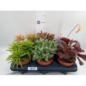 Succulents   ...mix 6