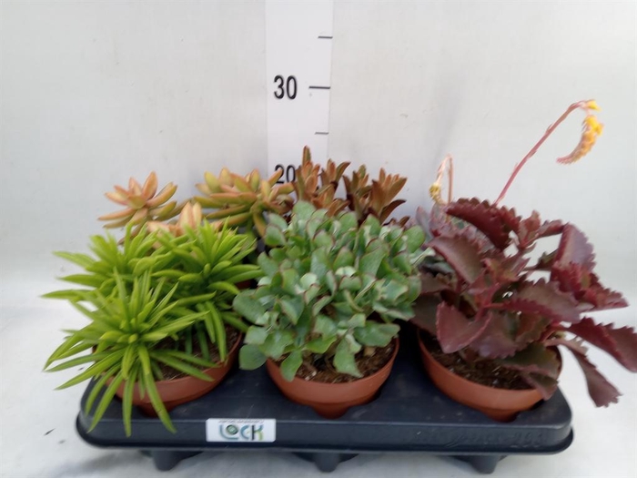 <h4>Succulents   ...mix 6</h4>