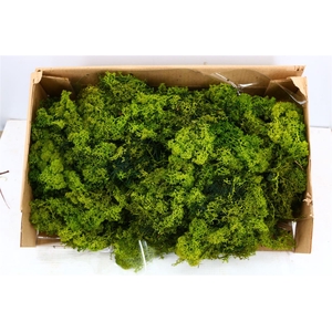 Mos Reindeer Moss Green 500gr