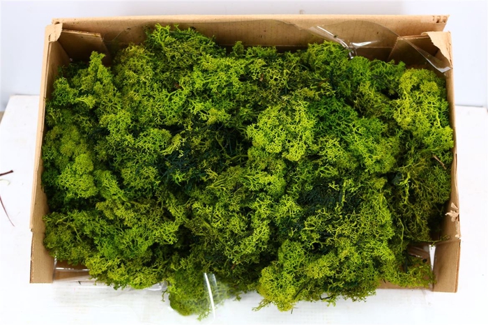 <h4>Mos Reindeer Moss Green 500gr</h4>