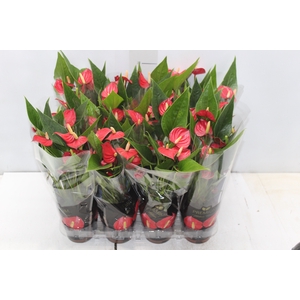 ANTHURIUM MINI MILLION FLOWERS P09