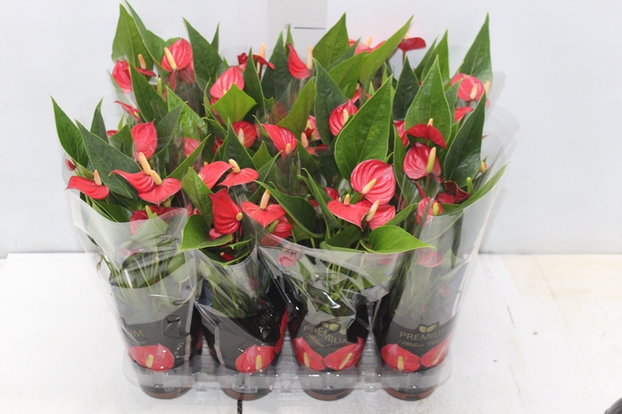 <h4>ANTHURIUM MINI MILLION FLOWERS P09</h4>