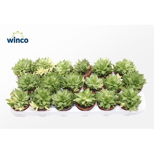 Haworthia Ssp. Variegata