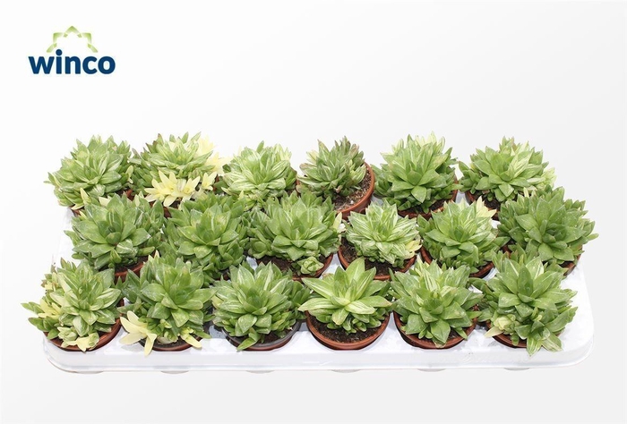 <h4>Haworthia Ssp. Variegata</h4>