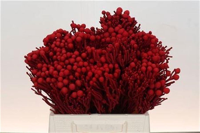 <h4>Kaaps Groen Silver Brunia Paint Red</h4>