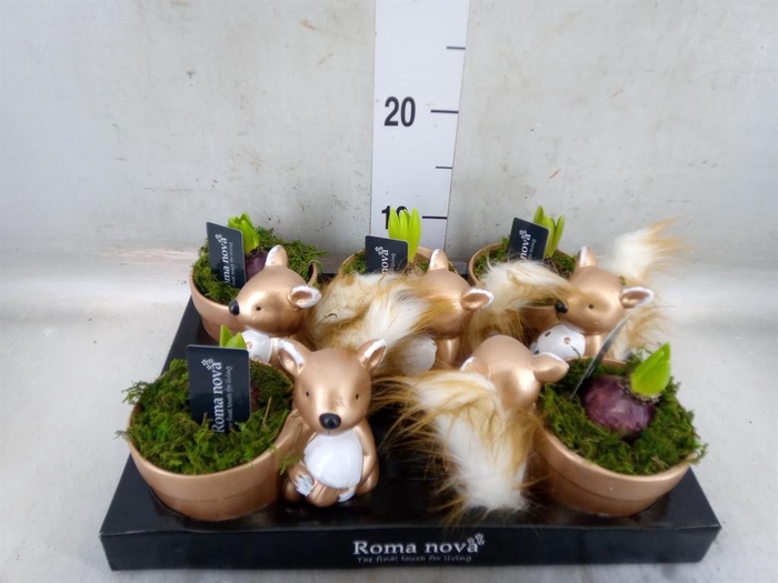 <h4>Arr.  Hyacinthus L%</h4>