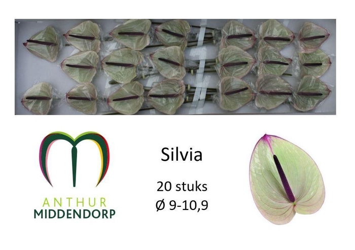 <h4>ANTH A SILVIA</h4>