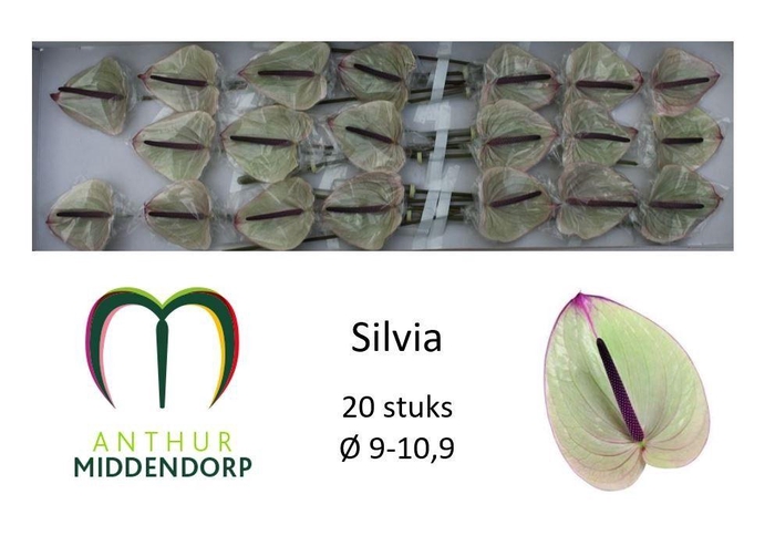 <h4>ANTH A SILVIA</h4>