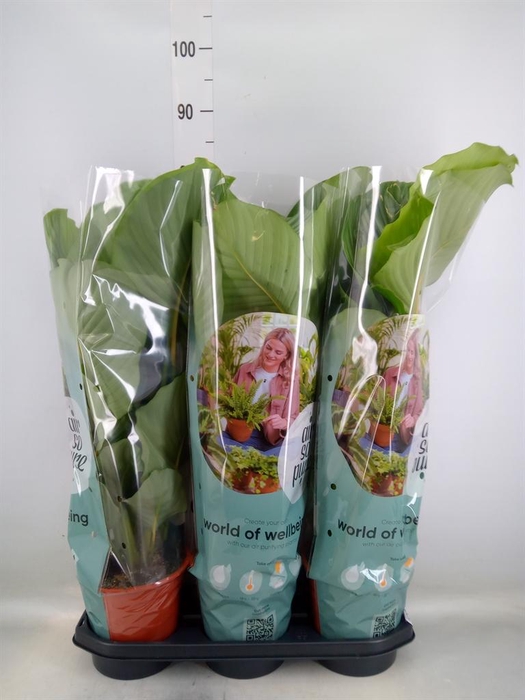 <h4>Calathea orbifolia</h4>