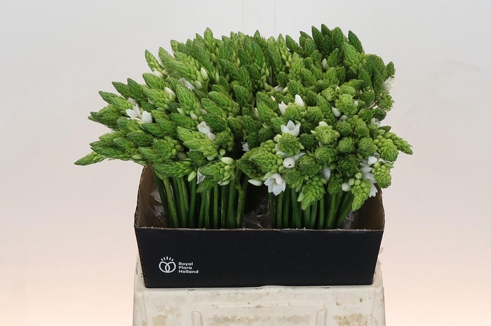 <h4>Ornithogalum Thyrsoides</h4>