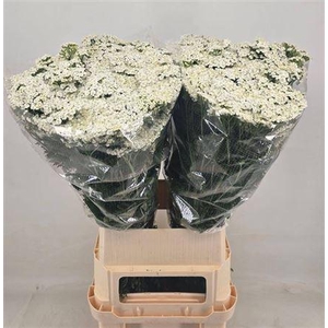 Achillea M White Beauty 110cm