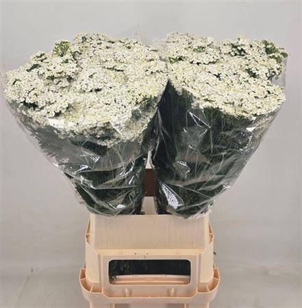 <h4>Achillea M White Beauty 110cm</h4>