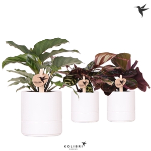 Kolibri Greens Calathea mix in Pastel pot white