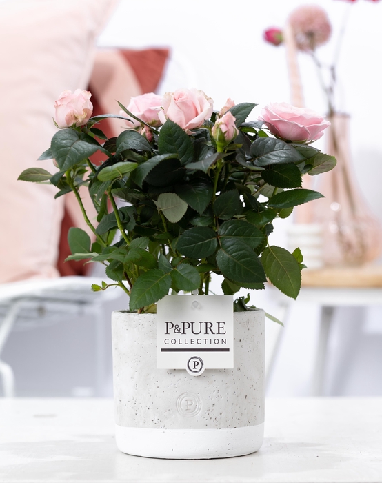 <h4>Rosa light pink in P&PURE Jade ceramics</h4>