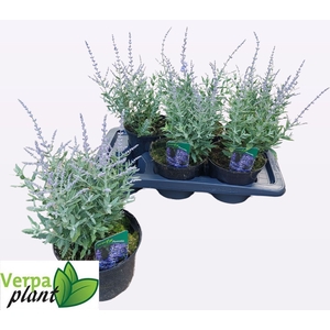 PEROVSKIA BLUESETTE
