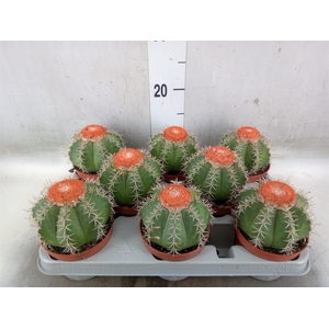 Melocactus matanzanus