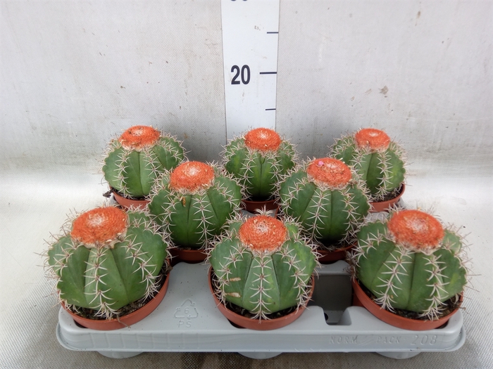 <h4>Melocactus matanzanus</h4>