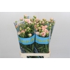 Ranunculus Butterfly Ariadne