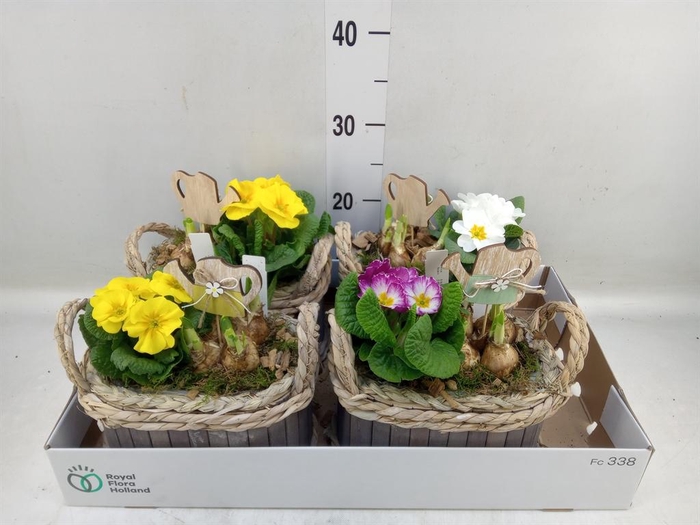 <h4>Arr. Tuinplanten L%</h4>