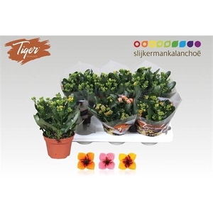 KAL EN TIGER GEM
