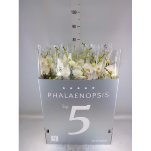 Phalaenopsis   ...white