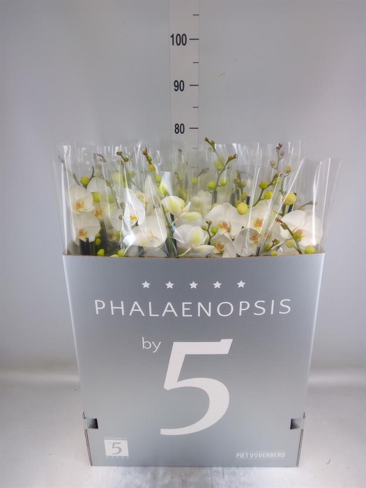 <h4>Phalaenopsis   ...white</h4>