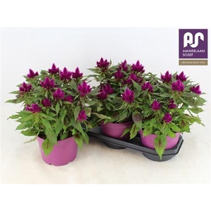 Celosia Merida Caracas Dark