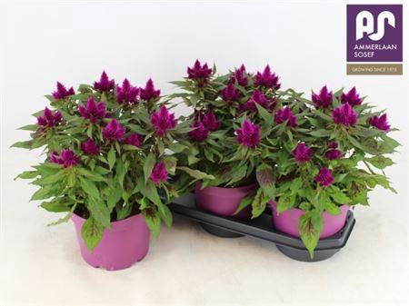 <h4>Celosia Merida Caracas Dark</h4>