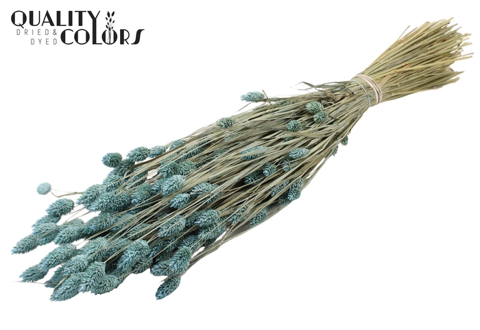 <h4>Phalaris per bunch Frosted Light Blue</h4>