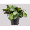 CALATHEA AMAGRIS P12