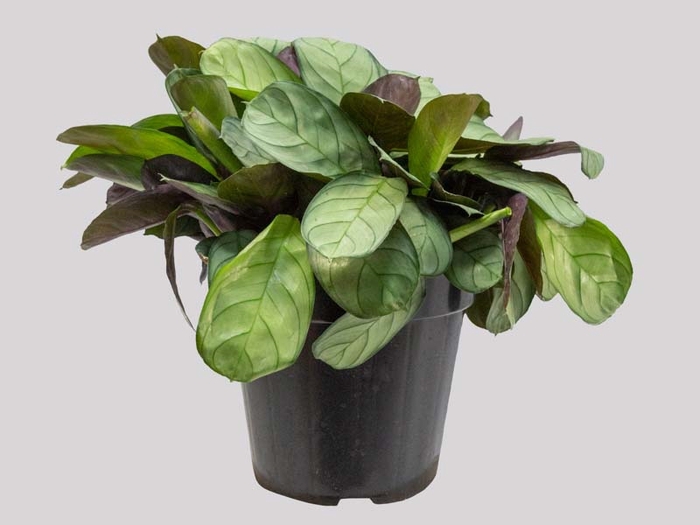 CALATHEA AMAGRIS P12
