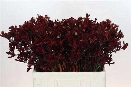 <h4>Anigoz Bush Ruby</h4>