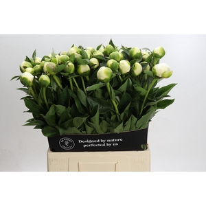 Paeonia Bridal Shower