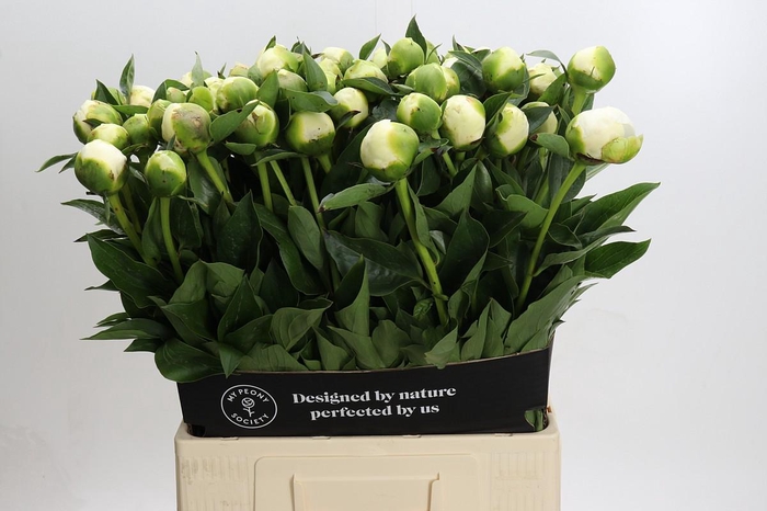 <h4>Paeonia Bridal  Shower</h4>