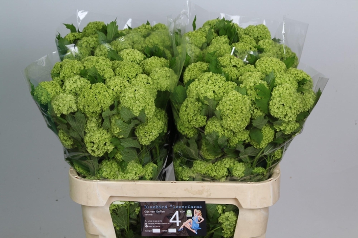 <h4>VIBURNUM ROSEUM ST</h4>