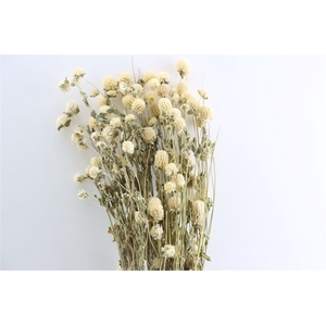 Dried Gomphrena White Bunch