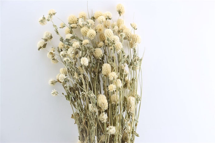 <h4>Dried Gomphrena White Bunch</h4>