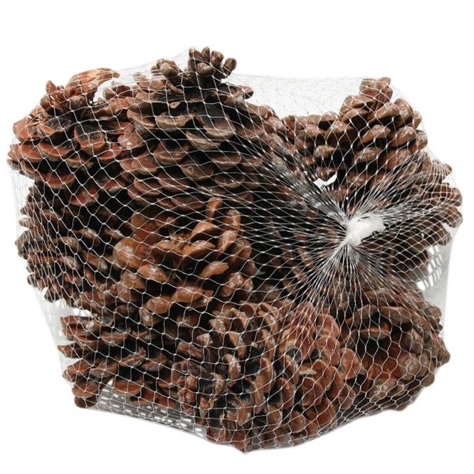 <h4>Pine cone Pinus Pinea 9cm x15</h4>