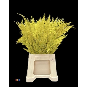 ŽŽŽ Conifers DYED Yellow