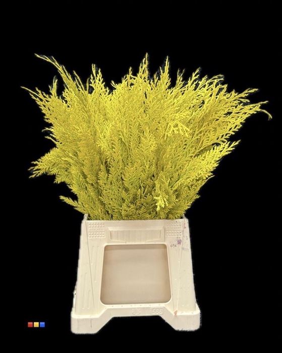 <h4>Conifers DYED Yellow</h4>